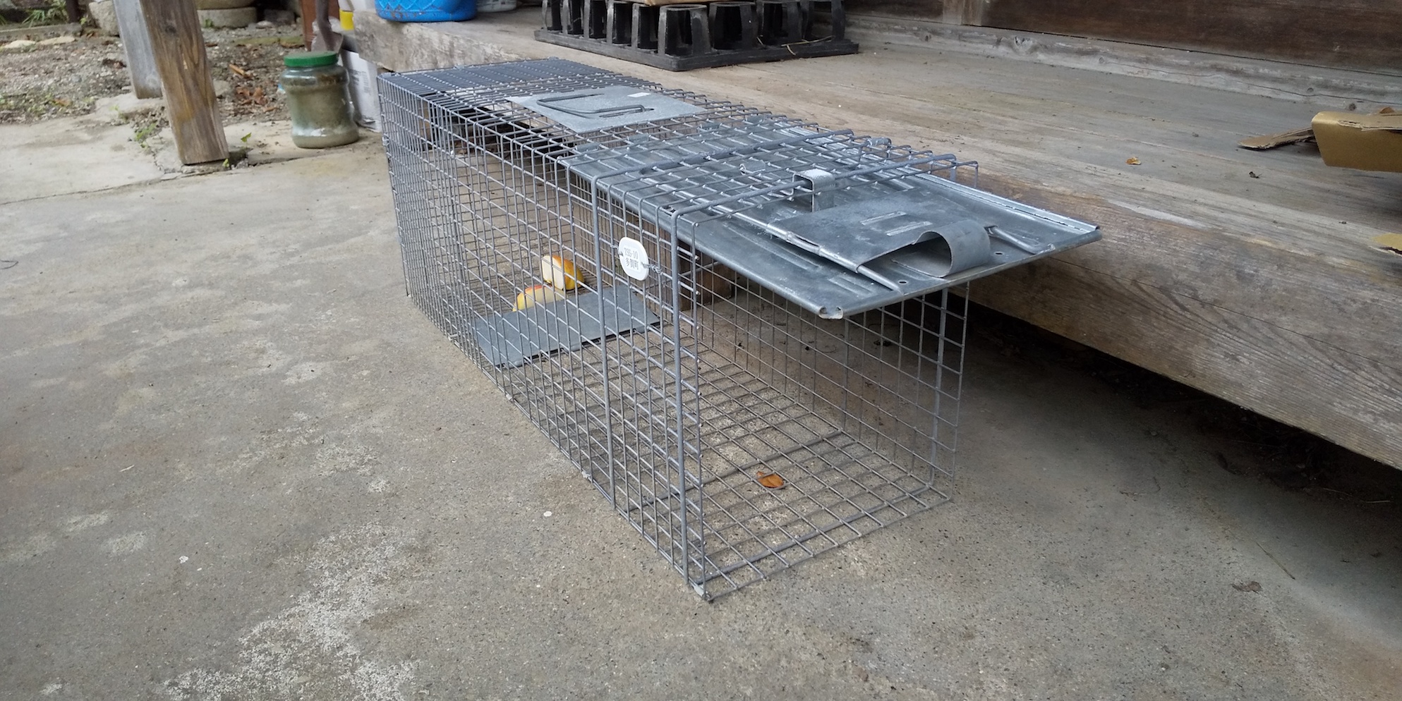 ハクビシンかタヌキか ユー プランニング